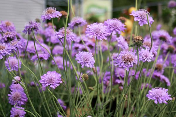 McDonald Garden Center Photo