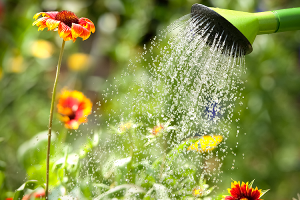 Watering Tips