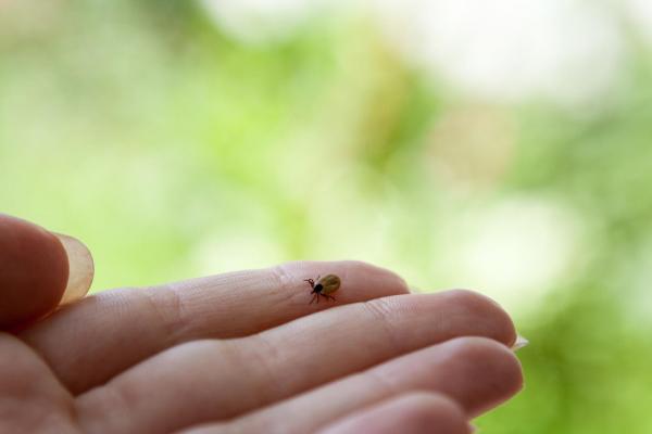 Ticks in the Landscape