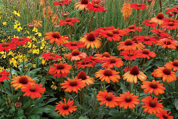 Coneflowers, McDonald Garden Center