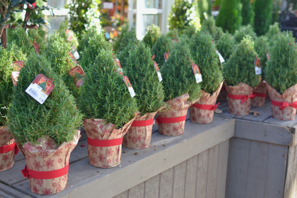 Rosemary, McDonald Garden Center