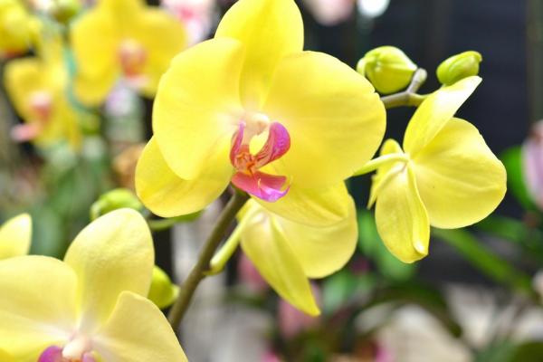 Houseplants, McDonald Garden Center