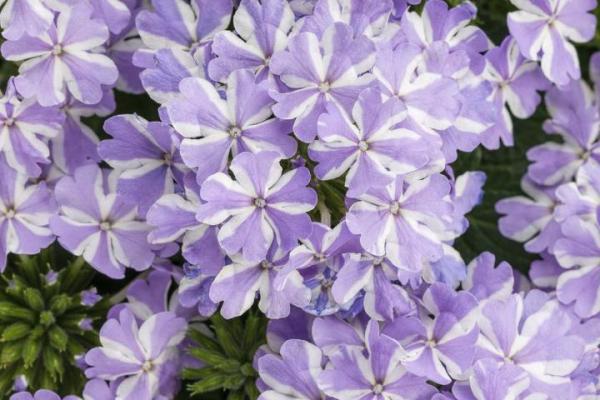 verbena