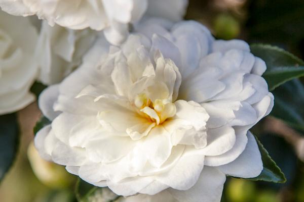 Trees & Shrubs, McDonald Garden Center, Landscaping Plants