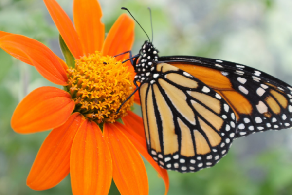 Butterfly Gardens, McDonald Garden Center