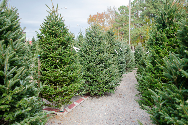 Fresh Cut Christmas Trees, McDonald Garden Center
