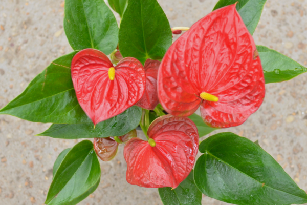 Houseplants, McDonald Garden Center