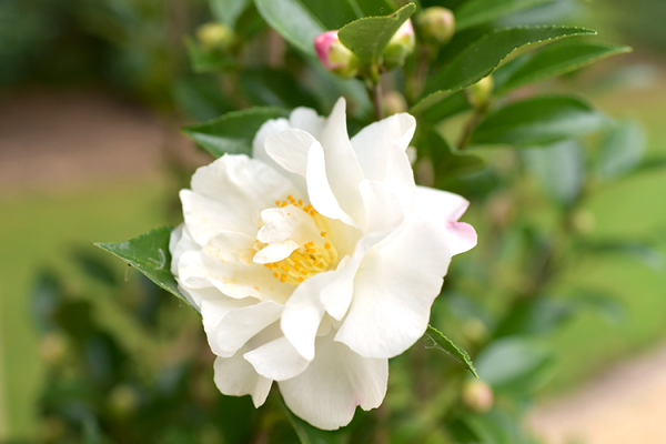 Trees & Shrubs, McDonald Garden Center, Landscaping Plants