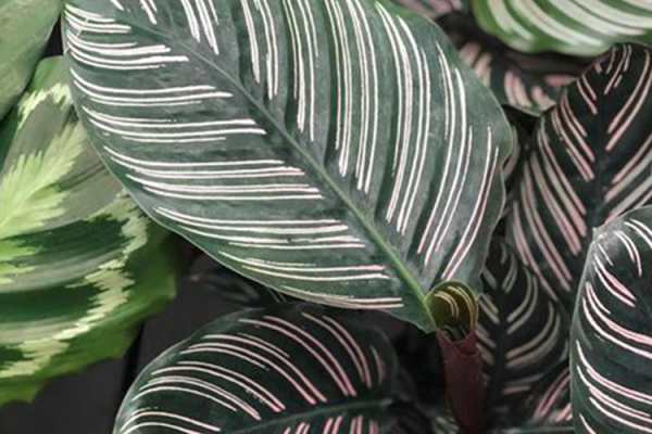Houseplants, McDonald Garden Center