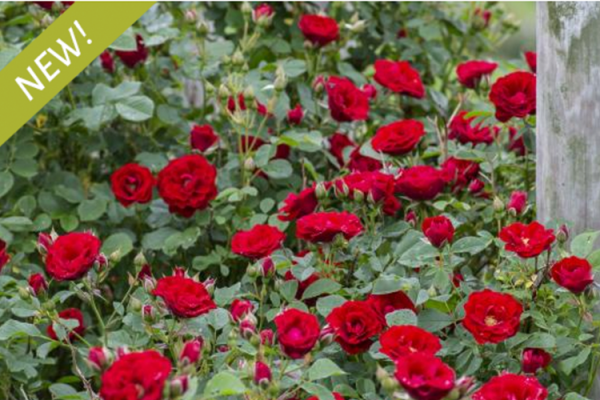 Roses, McDonald Garden Center