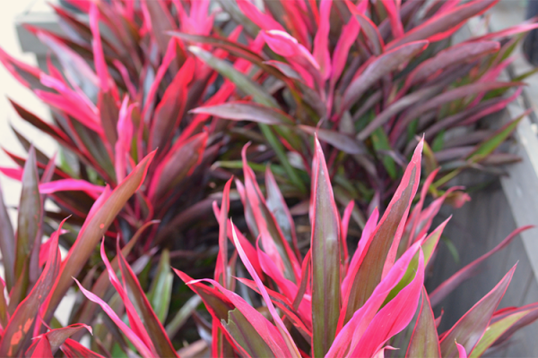 Tropical Houseplants, McDonald Garden Center