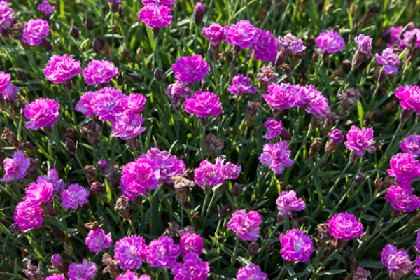 Perennials, McDonald Garden Center