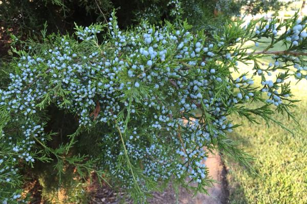 Eastern Red Cedar, Memory Garden