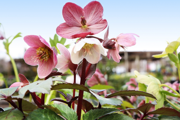 Perennials, McDonald Garden Center