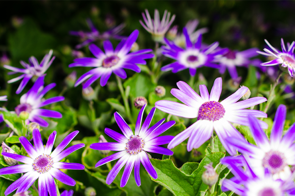 Annuals, McDonald Garden Center