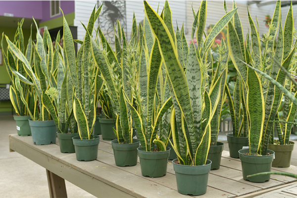 Houseplants, McDonald Garden Center