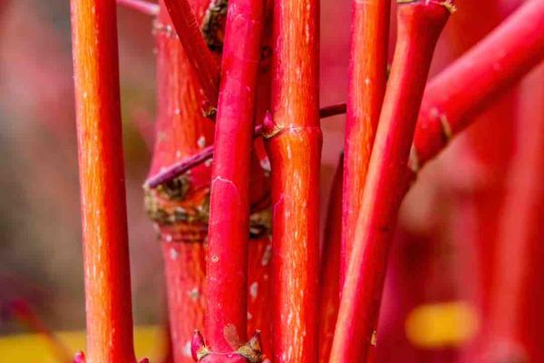 Coral Bark Maples: The Winter Garden Accent You Need 