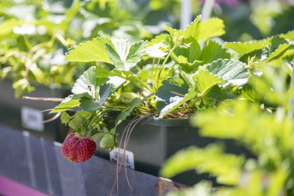 Your Guide to Strawberry Gardening