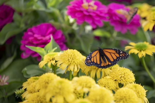 Monarch Butterfly Kit - Heirloom Seed Solutions