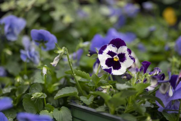 What's your Pansy Horoscope?, McDonald Garden Center