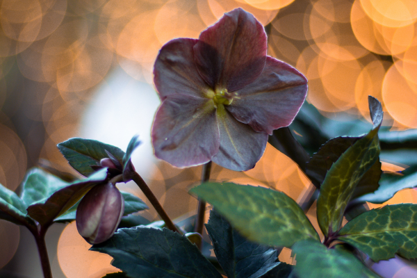 The Lenten Rose, McDonald Garden Center