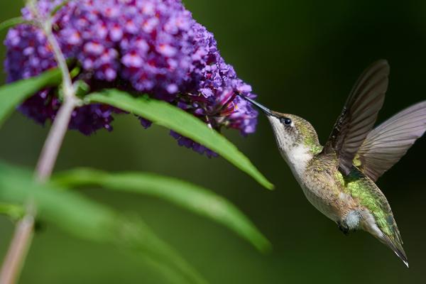 What Every Garden Needs for Hummingbirds, Bees, & Butterflies