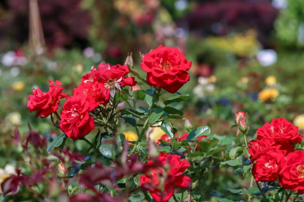 Your Southeastern Summer Garden Checklist