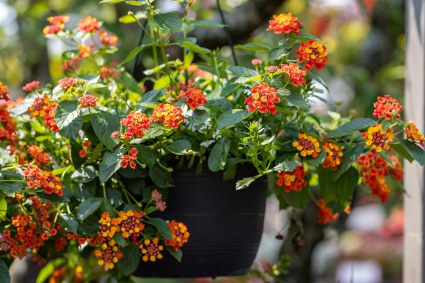 Bee Our Guest: Container Combos Pollinators Can’t Resist