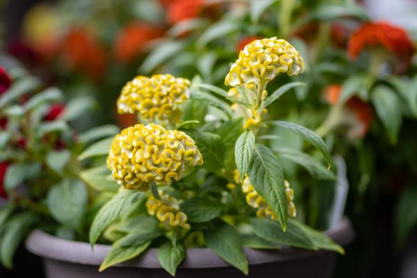 Planting for Fall: The Best Annuals & Perennials for Seasonal Color