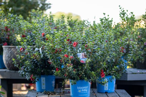 Top 7 Shrubs to Plant This Autumn