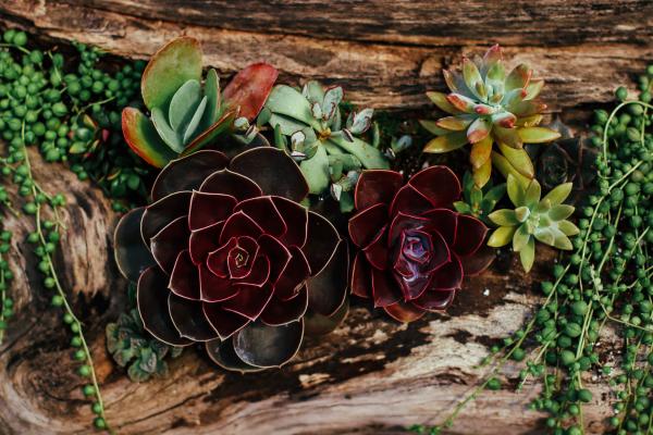 How to Really Care for Succulents