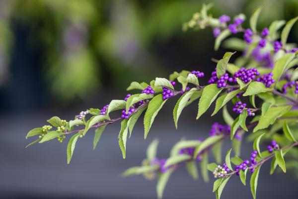 Fall Planting Strategies for a Stunning Spring Garden