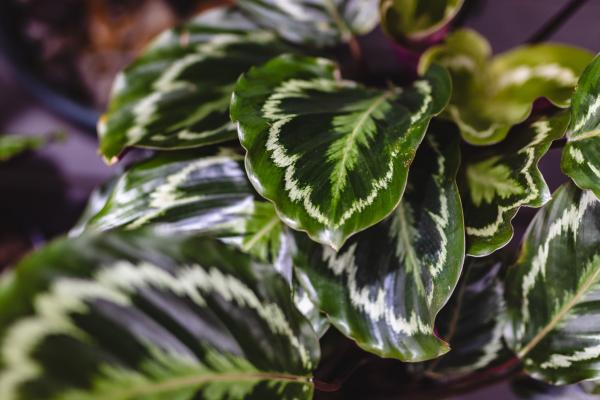 Calathea Confidential: The Insider’s Guide to Expert Care