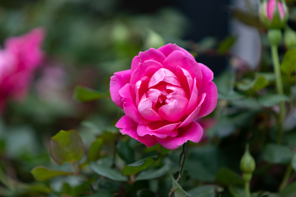 Rose Gardening 101, McDonald Garden Center