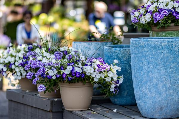 Don't Make These 7 Mistakes if You're Container Gardening