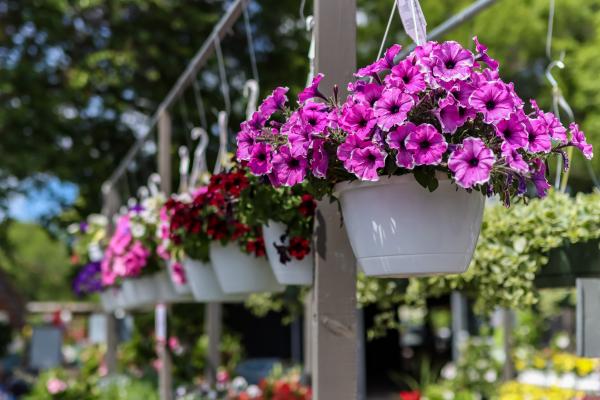 Beyond the Porch: 7 Creative Ways to Use Hanging Baskets