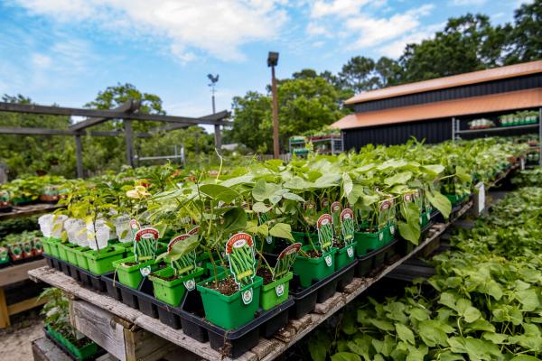 How to Start a Vegetable Garden: A Beginner’s Guide
