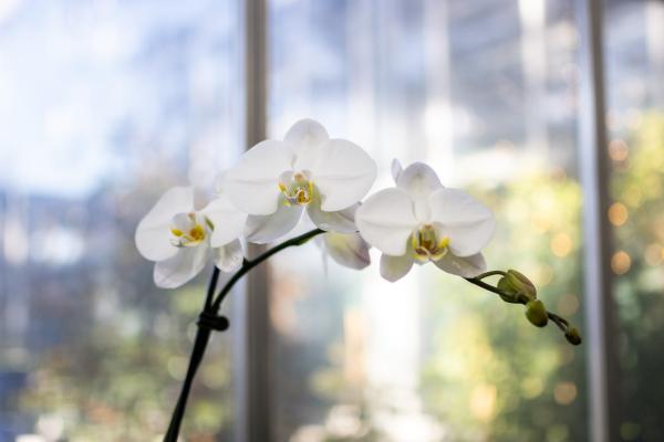 Keeping Houseplants Happy When Winter Sets In