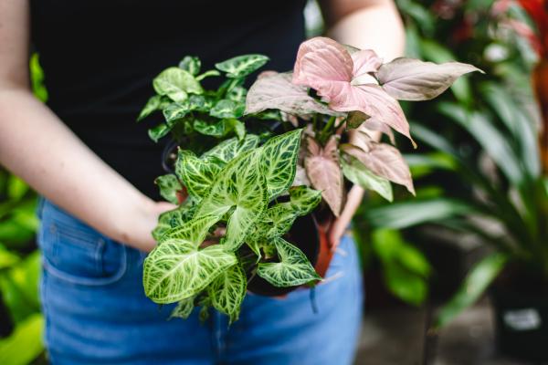 Summer Houseplant Highlights