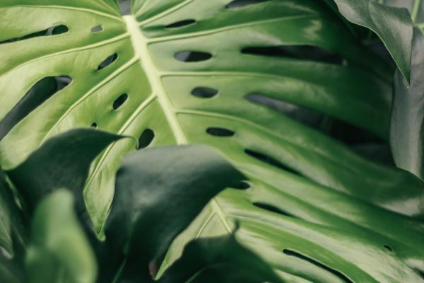 Our 5 Fave Philodendrons