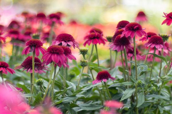 Sunsational Plants, McDonald Garden Center