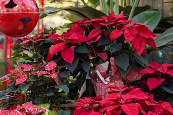  Our Top 5 Poinsettias of the Season