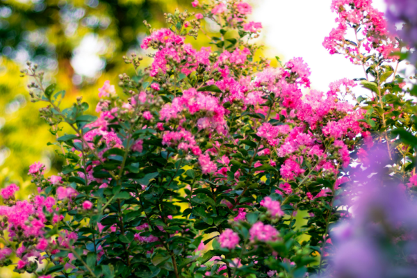 How to Help Your Hydrangeas Thrive All Summer Long