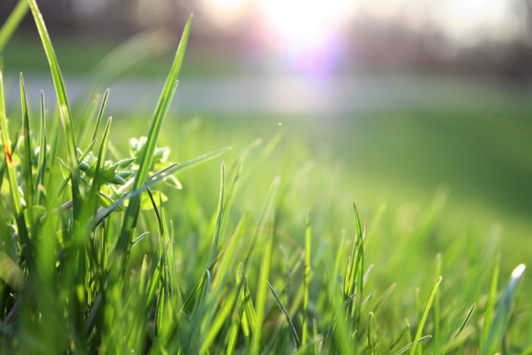 Prep Your Lawn for Fall: Why Weed & Feed Matters Now