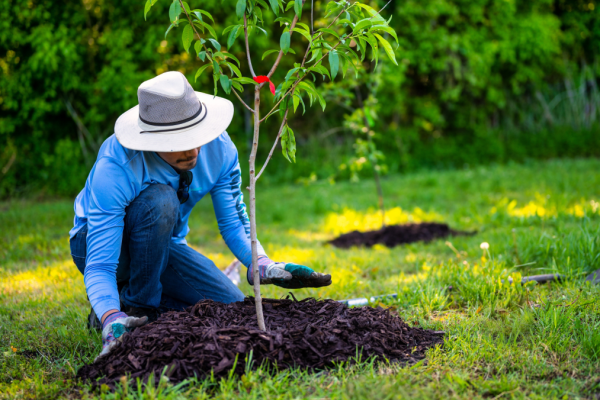 The Right Way to Plant Trees and Shrubs This Fall