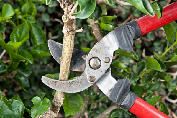 The Right Cut at the Right Time: A Winter Shrub Pruning Guide