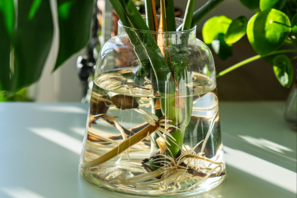 Rooted in Success: How to Propagate Plants from Cuttings