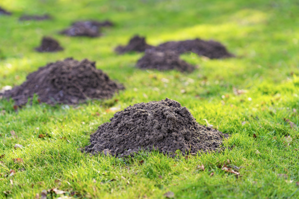 The Secret to Getting Rid of Moles & Voles