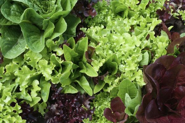 From Summer to Supper: Planting Cole Crops for a Tasty Fall