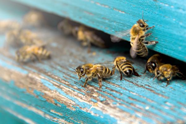 Bees, McDonald Garden Center